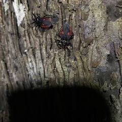 Micrauchenus lineola