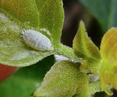 Phenacoccus peruvianus