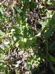 Colliguaja odorifera