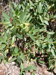 Colliguaja odorifera