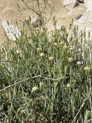 Porophyllum maritimum