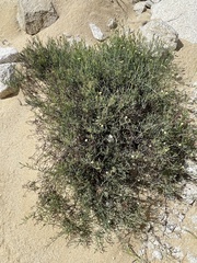 Porophyllum maritimum