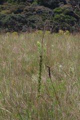 Lopholaena segmentata