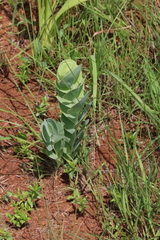 Lopholaena segmentata