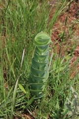 Lopholaena segmentata