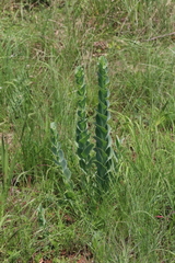 Lopholaena segmentata