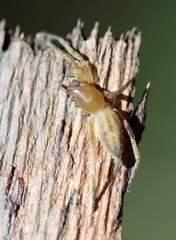 Clubiona elaphines