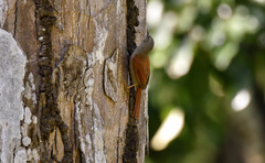 Cranioleuca semicinerea