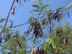 Leucaena