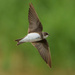 Bank Swallow - Photo (c) rupperrt78, some rights reserved (CC BY-NC)