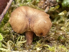 Neolentinus adhaerens