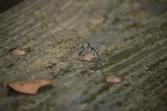 Parrhasius moctezuma