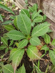 Parthenocissus henryana