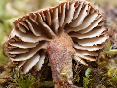 Neolentinus adhaerens