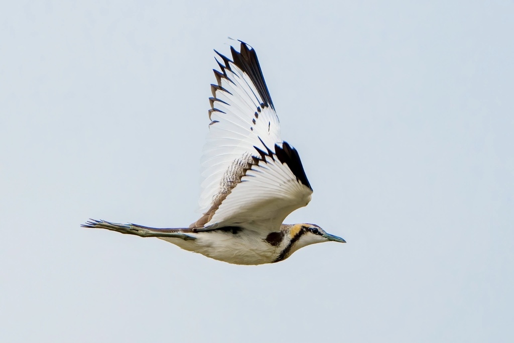 Pheasant-Tailed Jacana