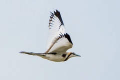 Pheasant-Tailed Jacana photo 1