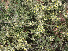 Aspalathus granulata