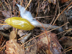 Streptostyla