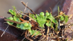 Asterella tenella