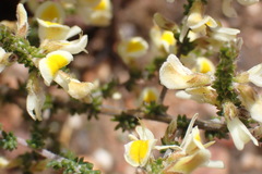 Aspalathus granulata