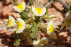 Aspalathus granulata