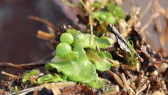 Asterella tenella