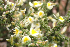 Aspalathus granulata