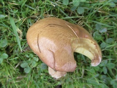 Suillus