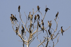 Microcarbo africanus