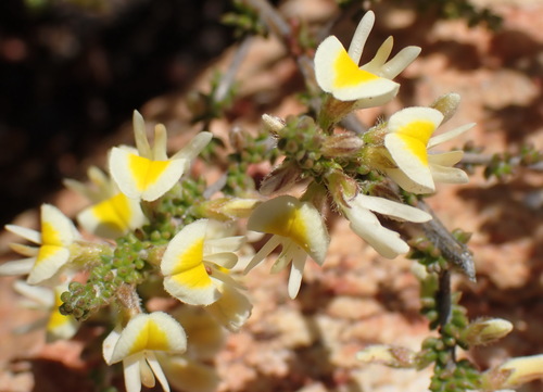 Aspalathus granulata