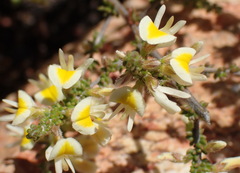 Aspalathus granulata