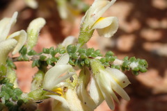 Aspalathus granulata