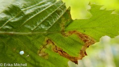Stigmella lemniscella