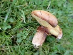 Suillus