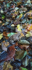 Bufo verrucosissimus