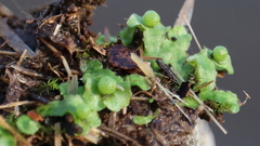 Asterella tenella