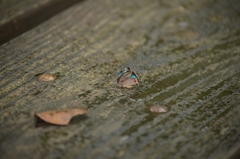 Parrhasius moctezuma