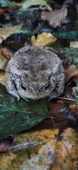 Bufo verrucosissimus