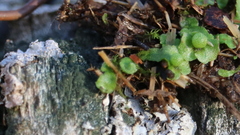 Asterella tenella