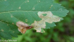 Agromyza valdorensis