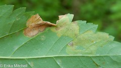 Agromyza valdorensis