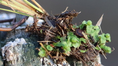 Asterella tenella
