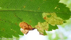 Agromyza valdorensis