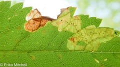 Agromyza valdorensis