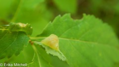 Dasineura salicifoliae