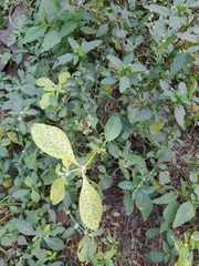 Forsythia viridissima