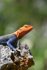 Agama lionotus