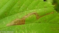 Ectoedemia quadrinotata