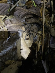 Acanthoscurria simoensi