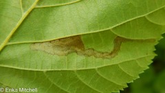 Ectoedemia quadrinotata
